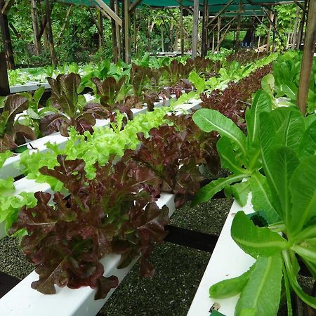 Aganoa Lodge Samoa Salelologa Bagian luar foto